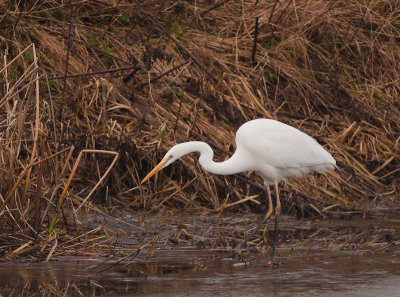 Grote Zilverreiger