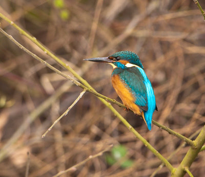 IJsvogel