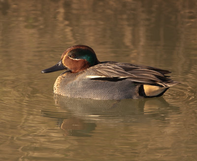 Wintertaling