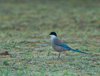 Blauwe Ekster