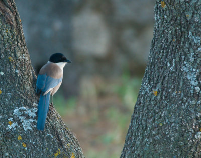 Blauwe Ekster