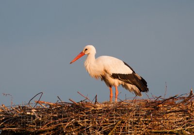 Ooievaar vrouwtje