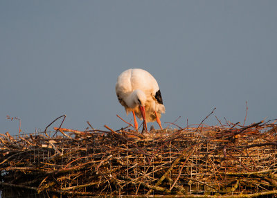 Ooievaar met kuiken van ongeveer week oud