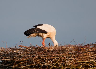 Ooievaar met kuiken van ongeveer week oud