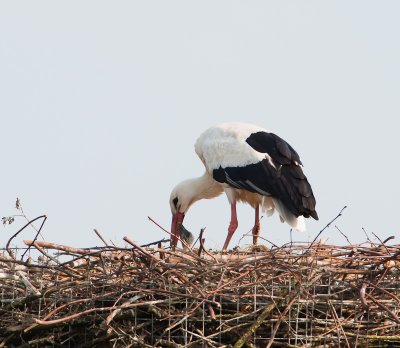 Ooievaar vrouwtje met kuiken