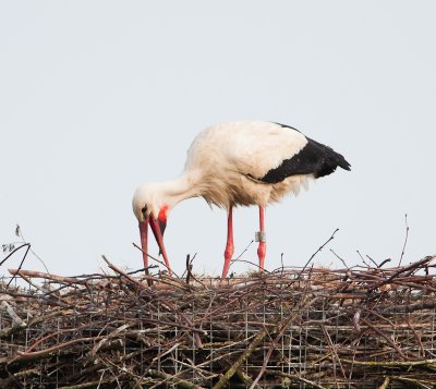 Ooievaar man braakt voedsel uit