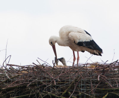 Ooievaar vrouw met twee kuikens van ongeveer twee weken oud