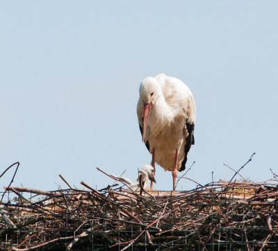 Ooievaar kuiken sproeit uitwerpselen over nestrand