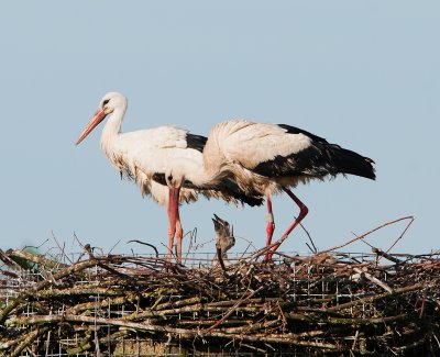 Ooievaar, pa ,ma en 2 kuikens