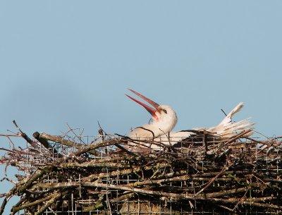 Ooievaar man  op nest
