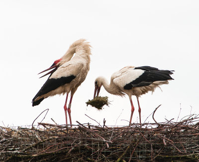 Ooievaar:klepperen en nest stofferen