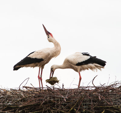 Ooievaar:klepperen en nest stofferen