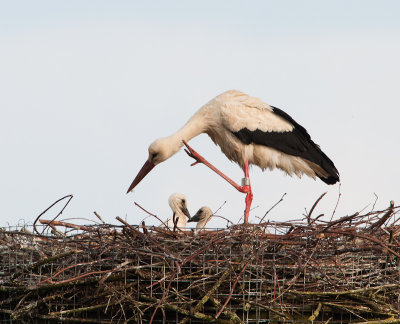 Ooievaar man met twee kuikens van drie weken oud