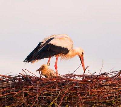 Ooievaar:kuiken onder vaders paraplu