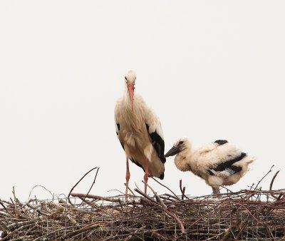 Overgebleven oudste kuiken groeit snel (4 weken oud)