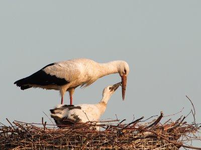 Ooievaarkuiken dringt aan voor  voedsel