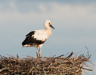 Ooievaarkuiken  7 wk oud en alleen op nest