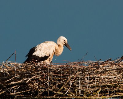 Ooievaarkuiken  7 wk oud en alleen op nest
