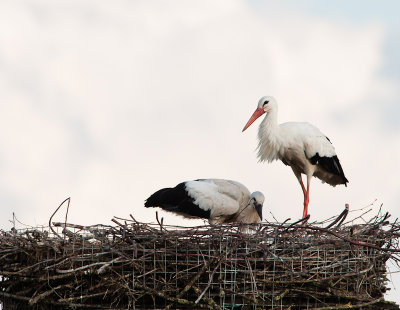 Ooievaar vrouw met jong van bijna 8 wk oud