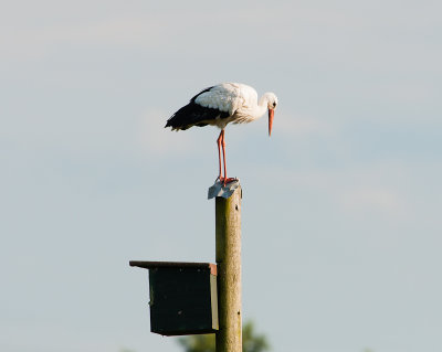 Ooievaar vrouw op torenvalknestkast