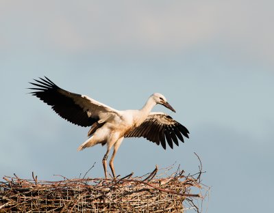 Ooievaarjong  bijna 8 wk oud : vliegoefeningen