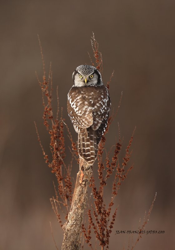  Chouette pervire (Northern Hawk Owl)