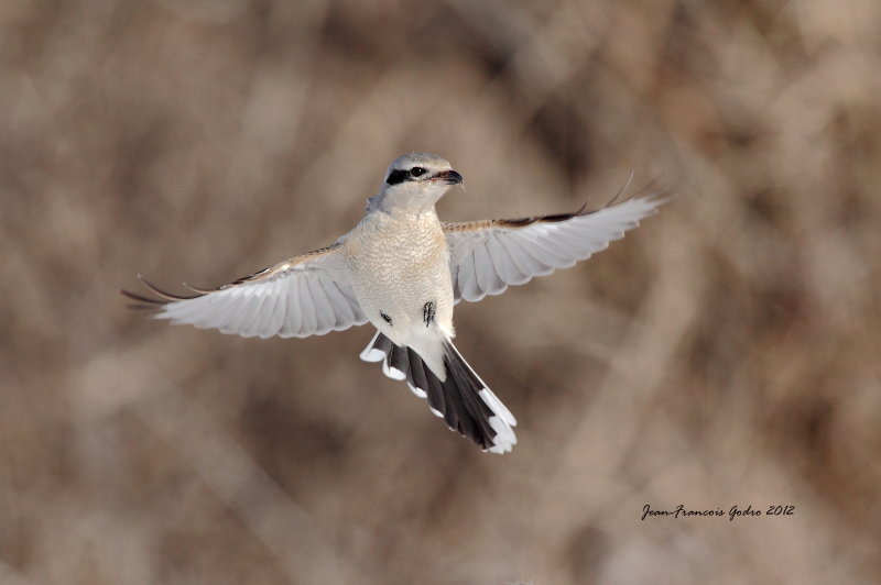 Pie- griche grise (Northern Shrike)