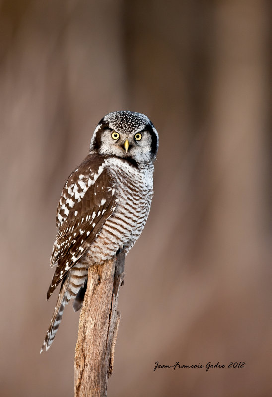 Chouette pervire (Northern Hawk Owl)