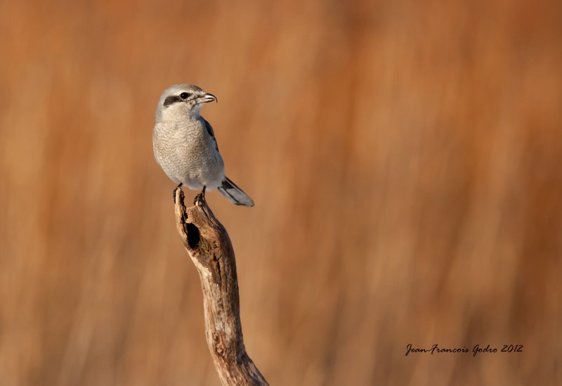 Pie-griche grise( Northern Shrike)