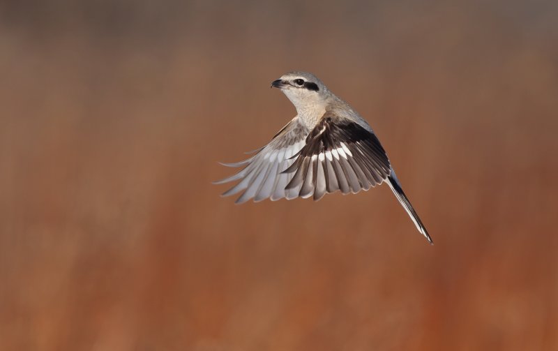 Pie-griche grise( Northern Shrike)