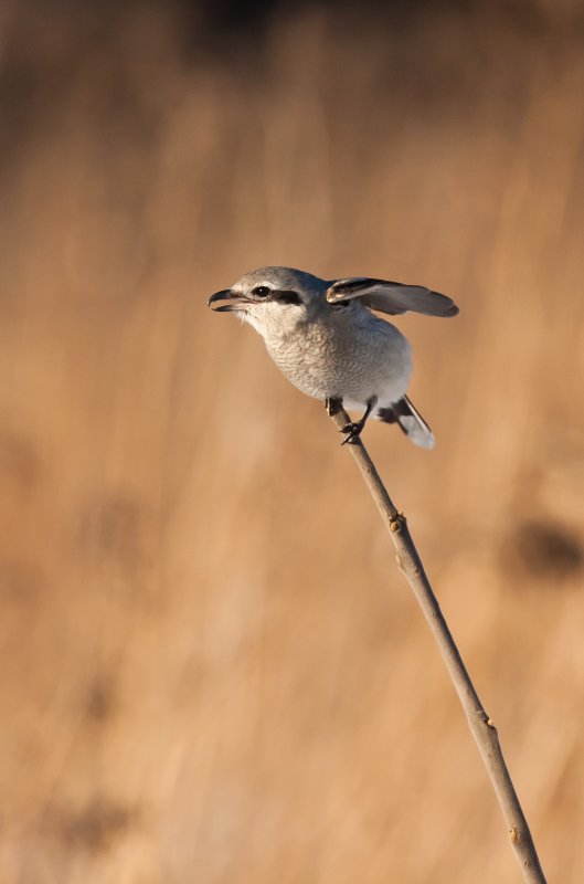 Pie-griche grise( Northern Shrike)