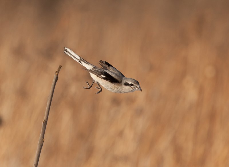 Pie-griche grise( Northern Shrike)