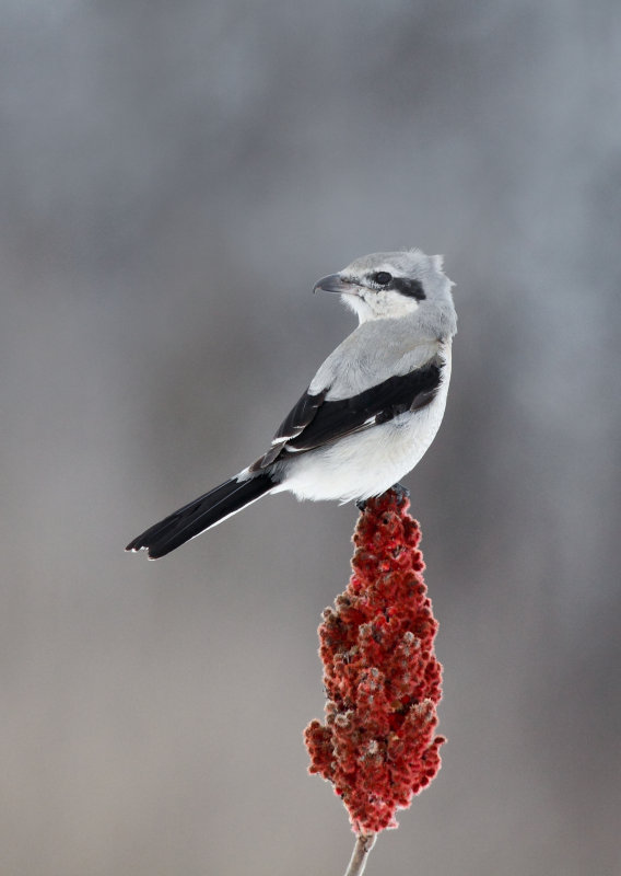 Pie-griche grise( Northern Shrike)