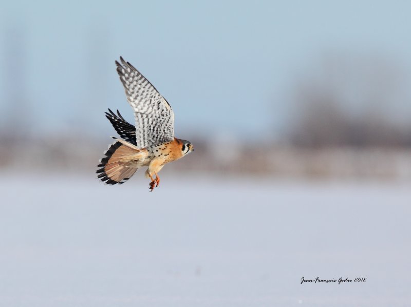 American Kestrel (Crcerelle d Amrique)