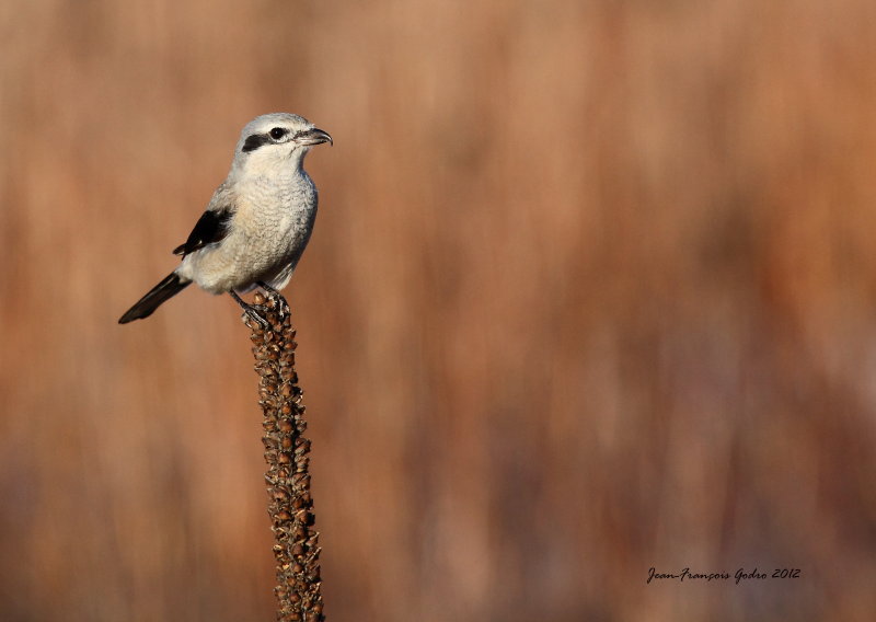 Northern Shrike (Pie-grche grise)