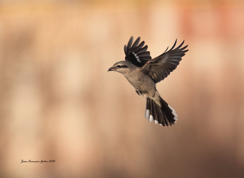 Northern Shrike (Pie-grche grise)