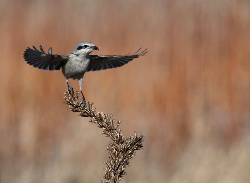 Northern Shrike (Pie-grche grise)