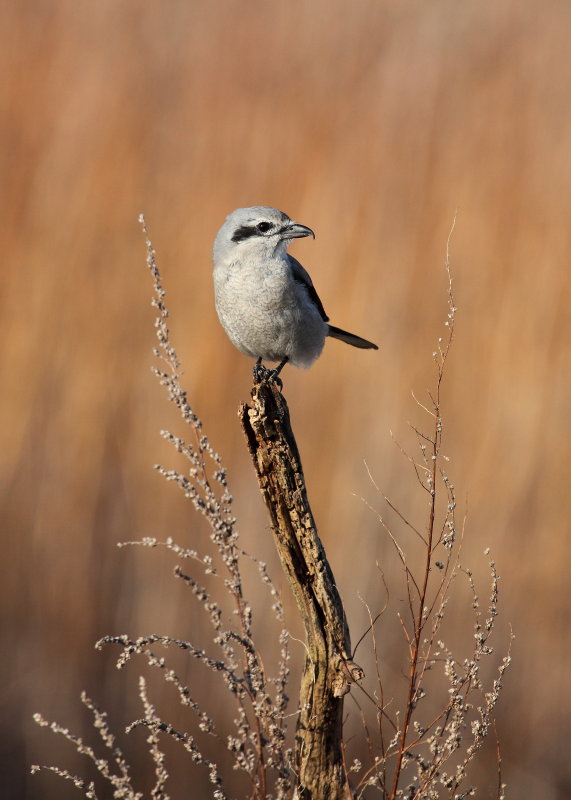 Northern Shrike (Pie-grche grise)