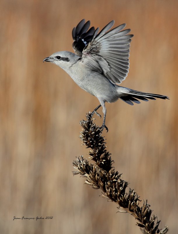 Northern Shrike (Pie-grche grise)