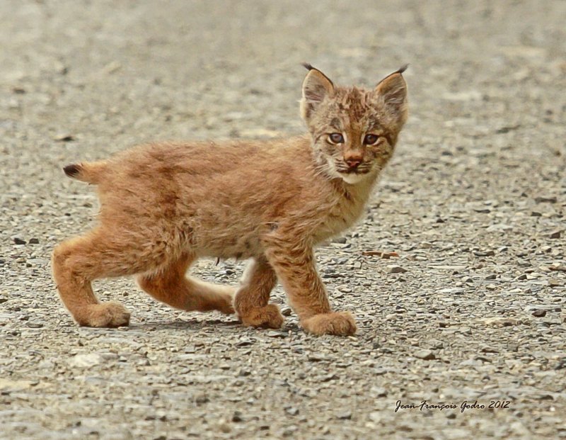 Lynx du Canada(Canada Lynx)