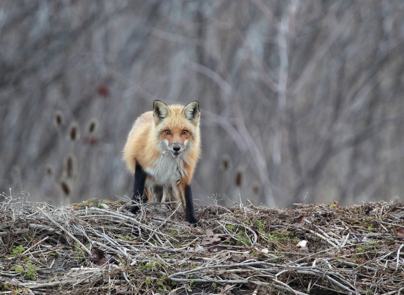 Renard roux(Red Fox)