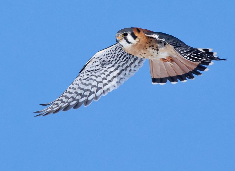 American Kestrel (Crcerelle d Amrique)