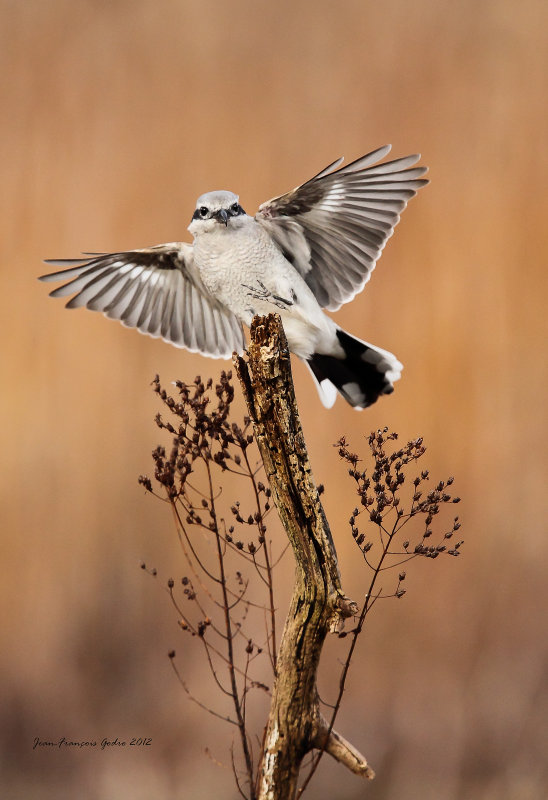 Northern Shrike (Pie-grche grise)