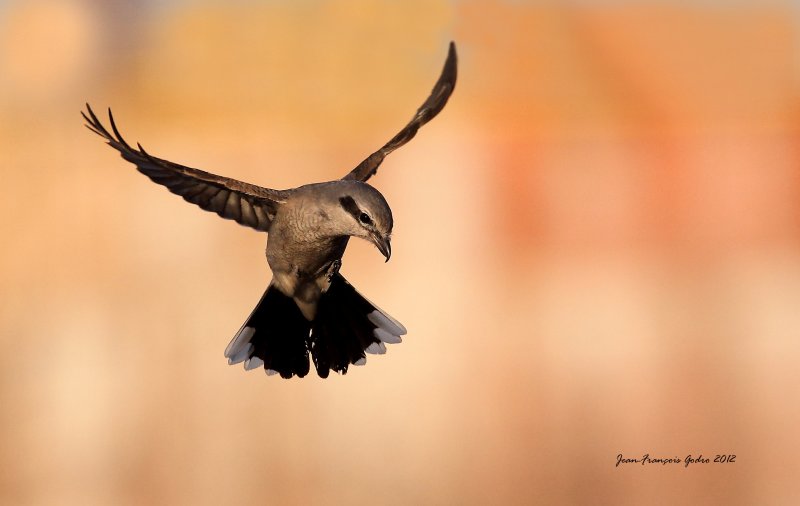 Northern Shrike (Pie-grche grise)