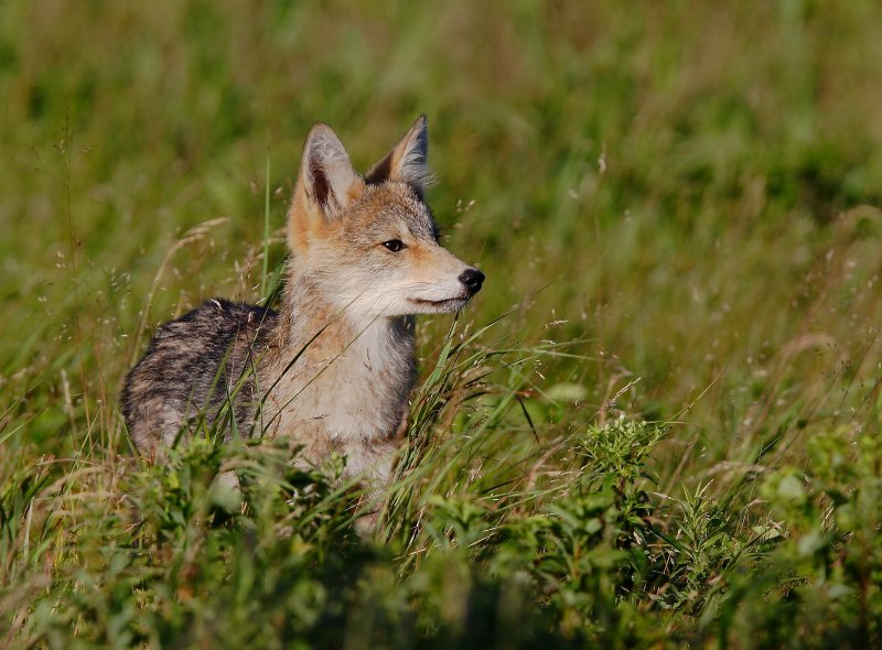Coyote(Juvnile)