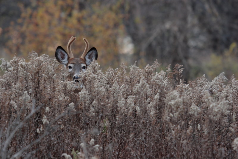 Cerf de Virginie(White-tailed deer)