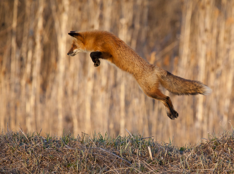 Red Fox (Renard roux)