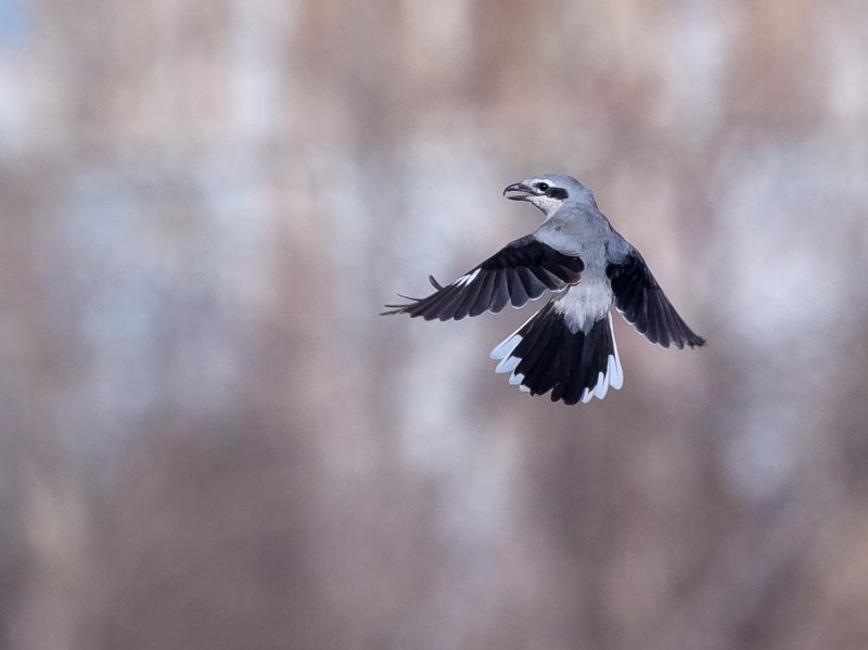 Northern Shrike (Pie-grche grise)