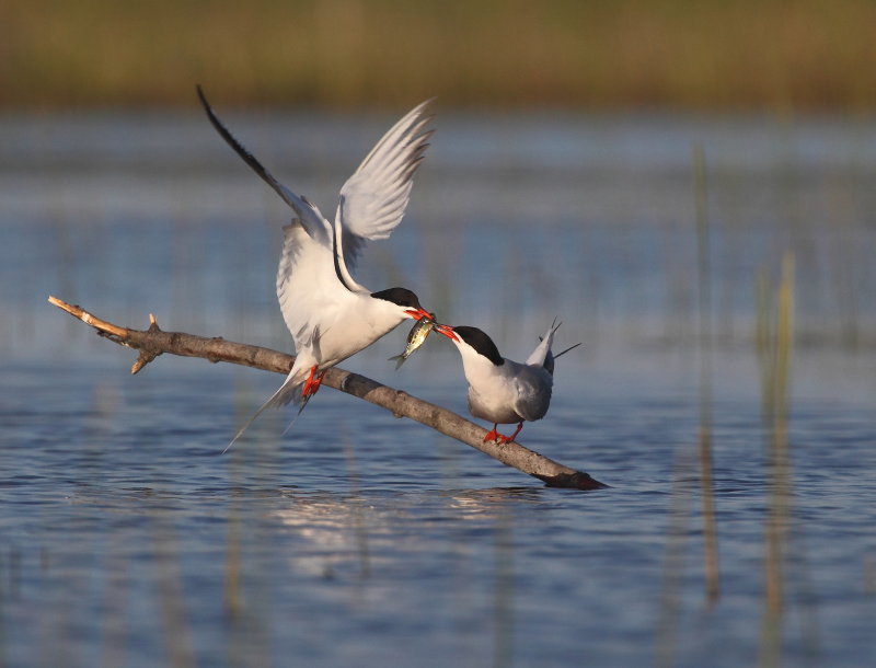 Sterne pierregarin (Common Tern)