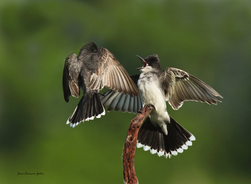 Tyran tritri (Eastern Kingbird)